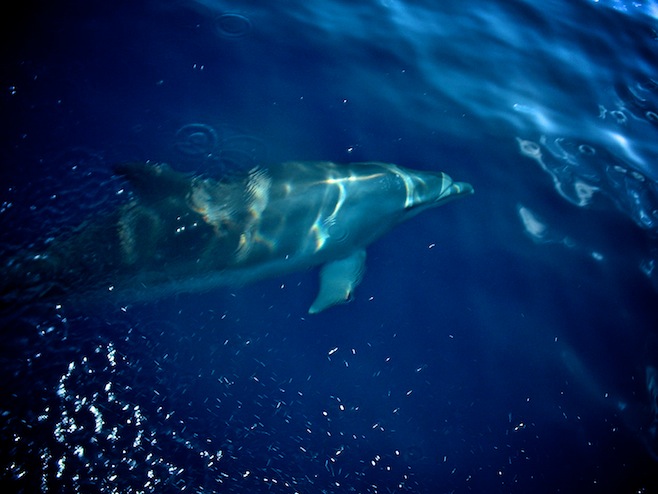 Dolphin